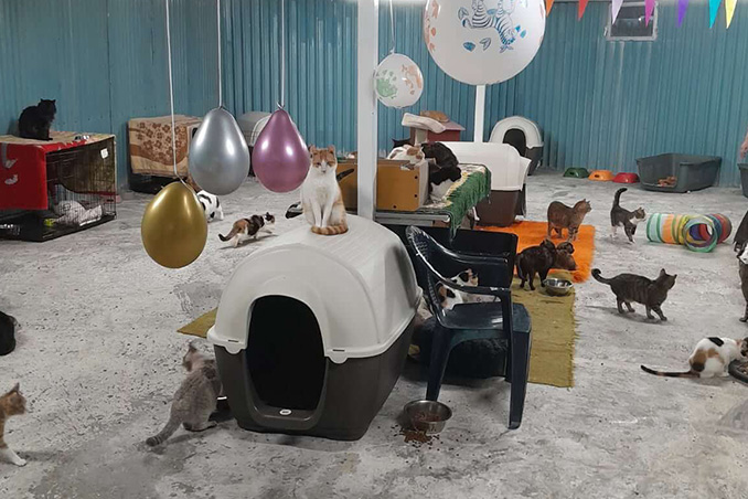 Καταφύγιο Αδέσποτων Γατών